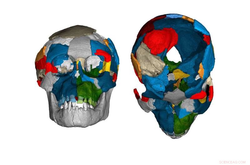 New Skull Scans Unveil Fossil Brain Evolution Secrets