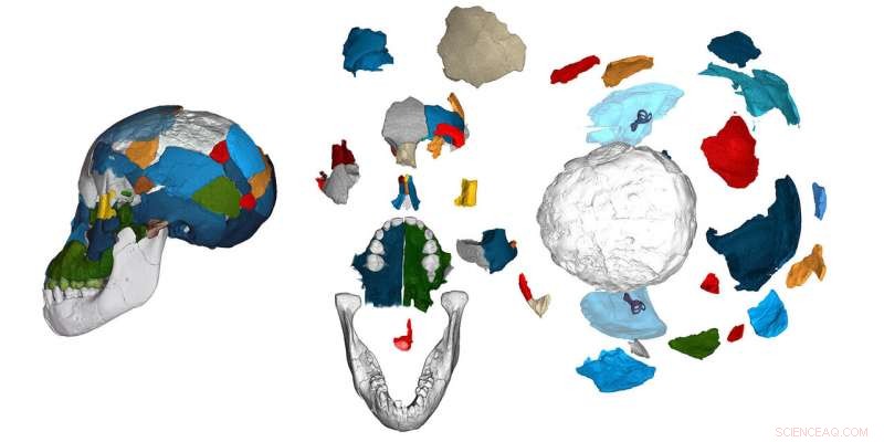 New Skull Scans Unveil Fossil Brain Evolution Secrets