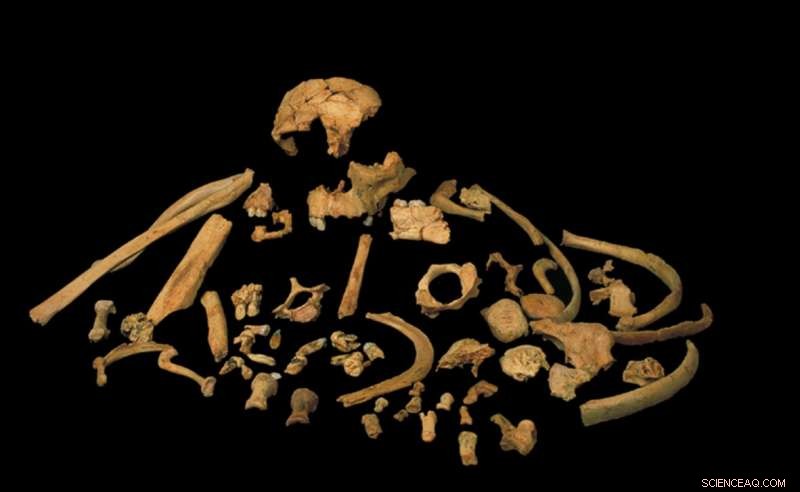 800,000-Year-Old DNA Illuminates Human Ancestry Debate