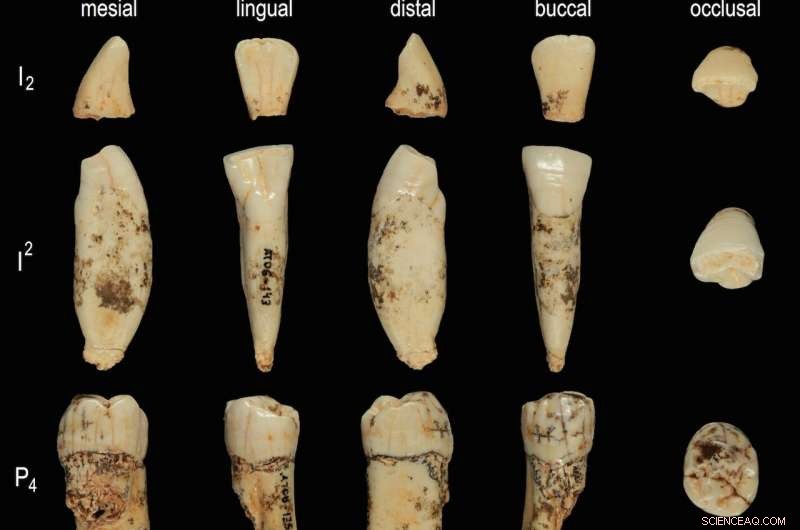 800,000-Year-Old DNA Illuminates Human Ancestry Debate