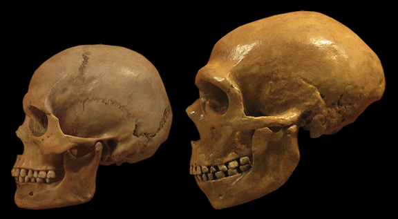 Study Confirms Multiple Interbreeding Events Between Modern Humans and Neanderthals