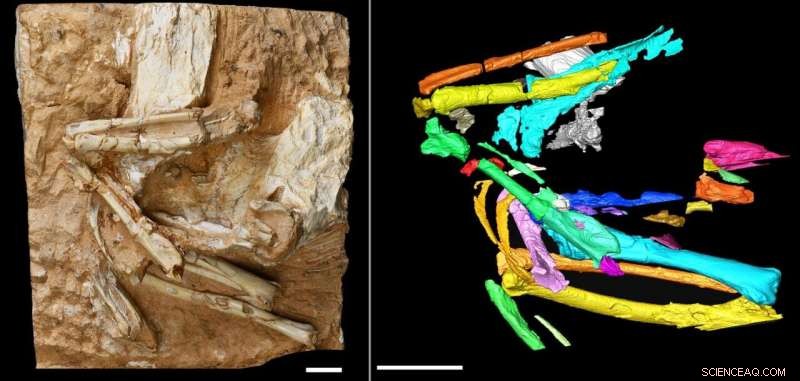 New 6‑Million‑Year‑Old Sandgrouse Fossil Reveals Arid Climate of Ancient Tibetan Plateau