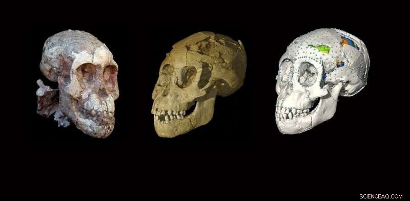 Ancient Skull Illuminates the Evolutionary Journey to Modern Childhood