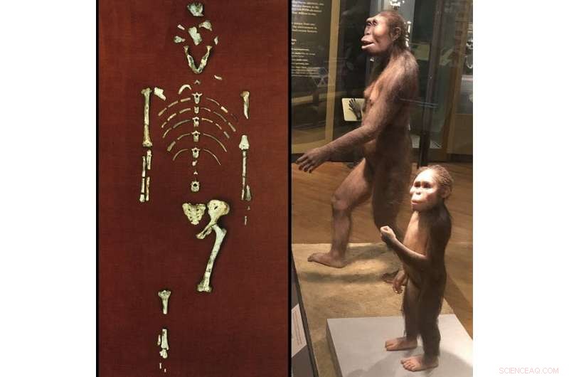 Ancient Skull Illuminates the Evolutionary Journey to Modern Childhood