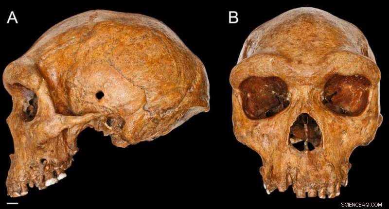 Groundbreaking Fossil Casts New Light on Human Ancestry