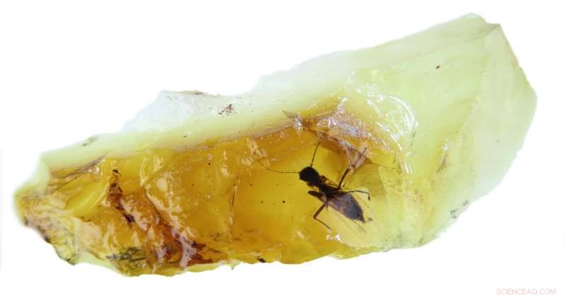 New Amber Fossil Unveils 41‑Myr‑Old Midge, Illuminating Ancient Antipodean Ecosystems