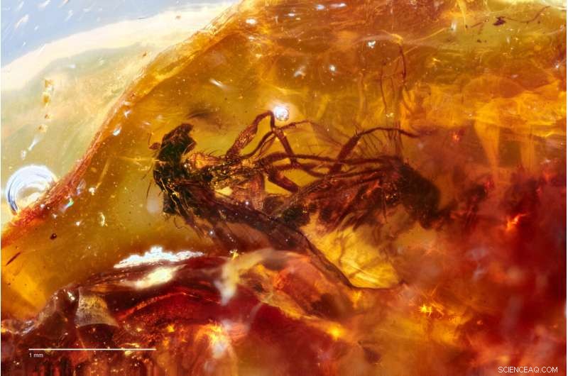 New Amber Fossil Unveils 41‑Myr‑Old Midge, Illuminating Ancient Antipodean Ecosystems