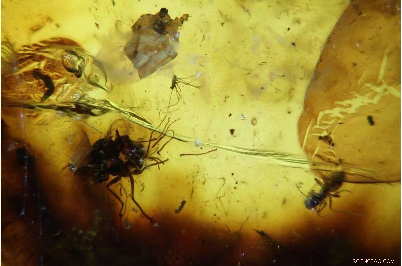 New Amber Fossil Unveils 41‑Myr‑Old Midge, Illuminating Ancient Antipodean Ecosystems