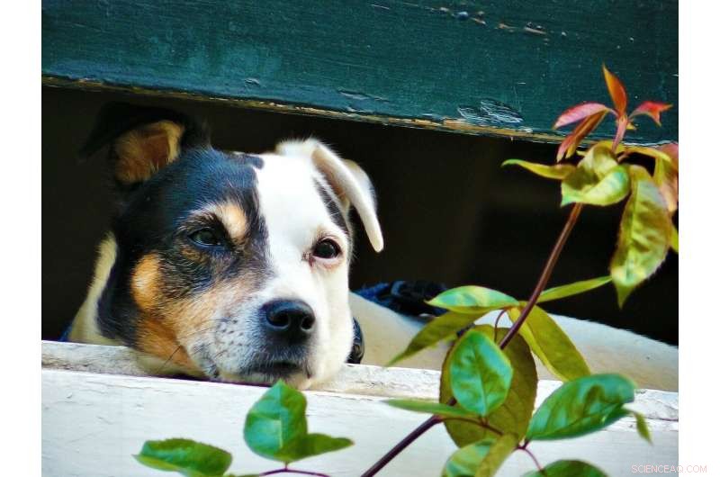 New Study Reveals Public Response to Shorter Stay‑At‑Home Orders During COVID‑19