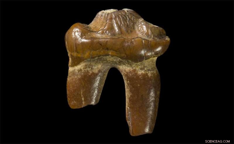 Earless Seal Tooth Unearthed in Victoria Sheds Light on 3‑Million‑Year‑Old Australian Seals