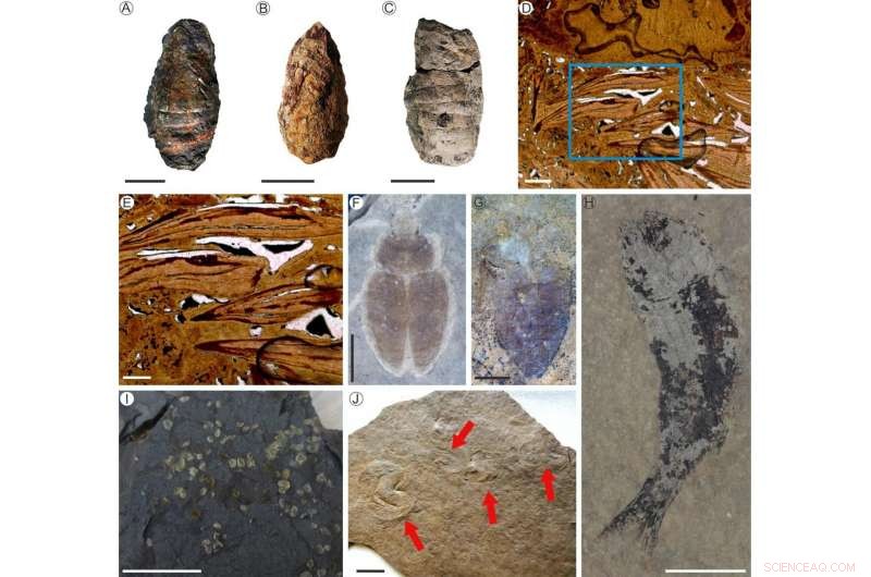 Lacustrine Ecosystems Recovered Over 10 Million Years After the End‑Permian Mass Extinction