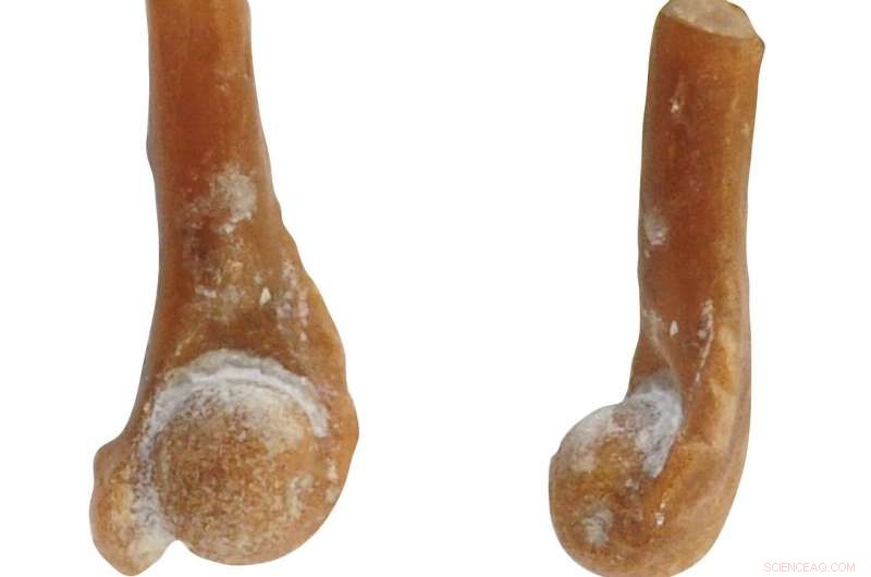 29-Million-Year-Old Coqui Fossil Unearthed in Puerto Rico, the Oldest Caribbean Frog