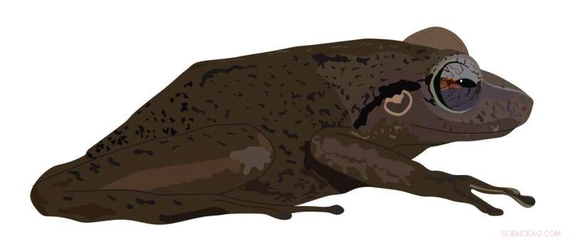 29-Million-Year-Old Coqui Fossil Unearthed in Puerto Rico, the Oldest Caribbean Frog