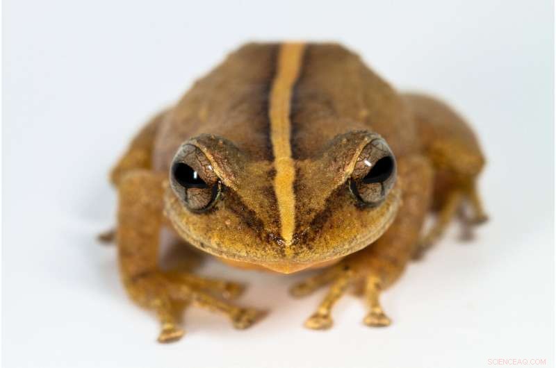 29-Million-Year-Old Coqui Fossil Unearthed in Puerto Rico, the Oldest Caribbean Frog