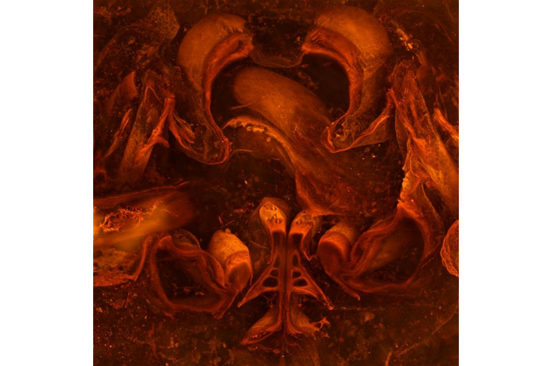 411‑Million‑Year‑Old Fossil Reveals First Detailed Profile of Millipede Ancestors