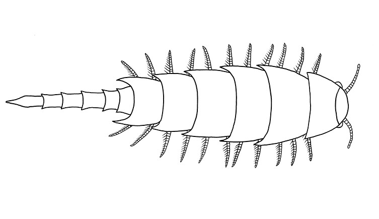 411‑Million‑Year‑Old Fossil Reveals First Detailed Profile of Millipede Ancestors