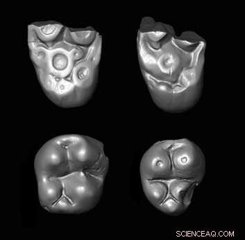 New Peruvian Fossil Teeth Reveal Ancient Monkeys Migrated Across Atlantic from Africa