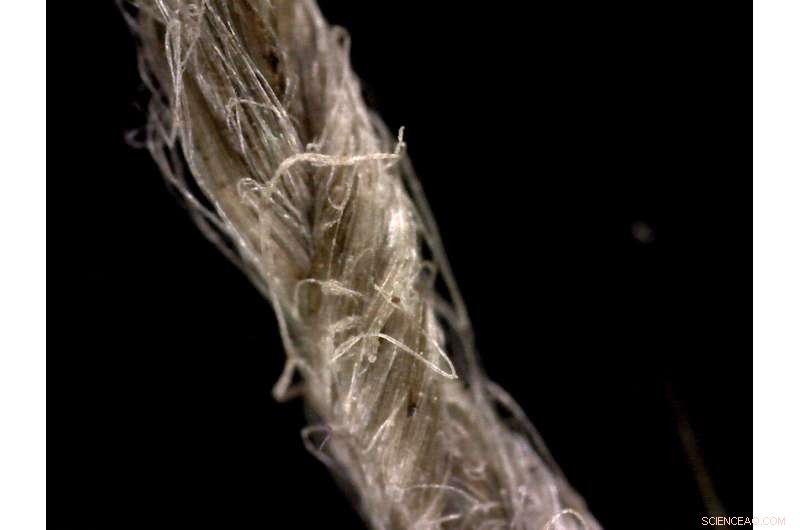 Neanderthal Discovery: First Evidence of Ancient String-Making
