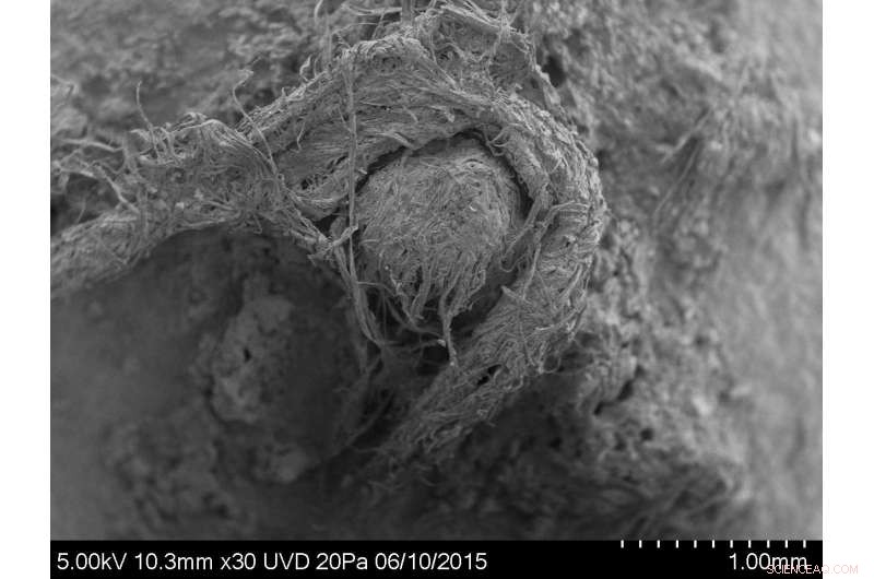 Neanderthal Discovery: First Evidence of Ancient String-Making