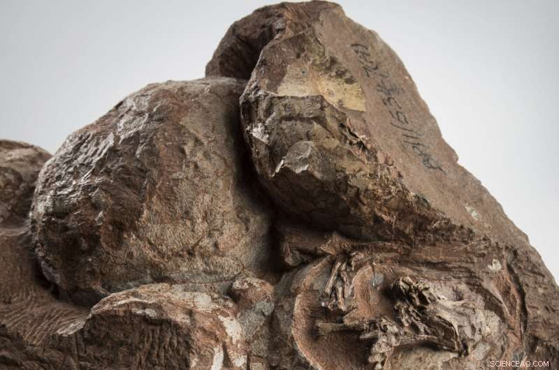 Synchrotron X‑Ray Reveals 3‑D Skulls of Ancient Dinosaur Eggs