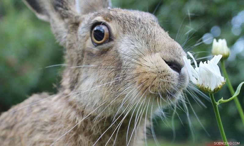Archaeology Reveals Brown Hares and Chickens Treated as Deities, Not Food, Upon Arrival in Britain