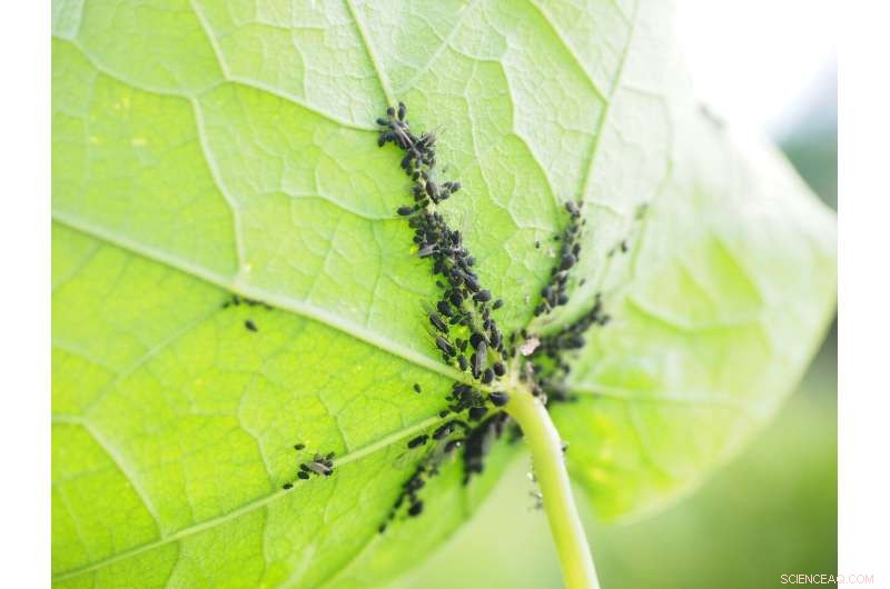 Global Cooperation Needed to Combat COVID-19 and Invasive Species, New Model Shows