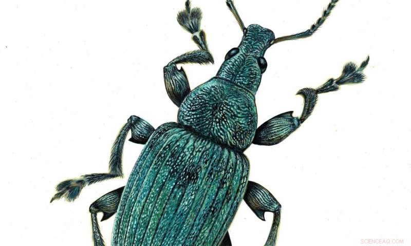 New Fossil Study Reveals Evolutionary Roots of Insect Structural Color