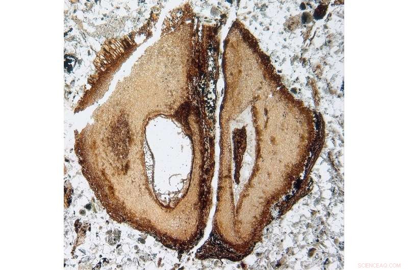 Mahogany: A Timeless Timber Rooted in the Dinosaurs Era