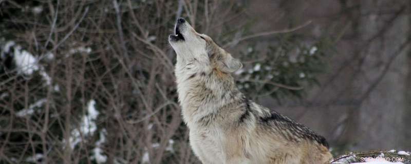 Why Colorado Residents Are Howling at Night: Lessons from Wolf Communication Research