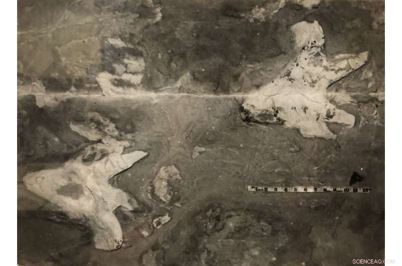 New Dinosaur Crouch Walkers Discovered in Queensland’s Dino Cave