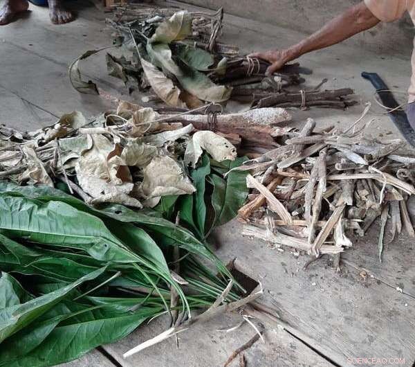 Amazon Indigenous Communities Adapt and Overcome the COVID-19 Pandemic