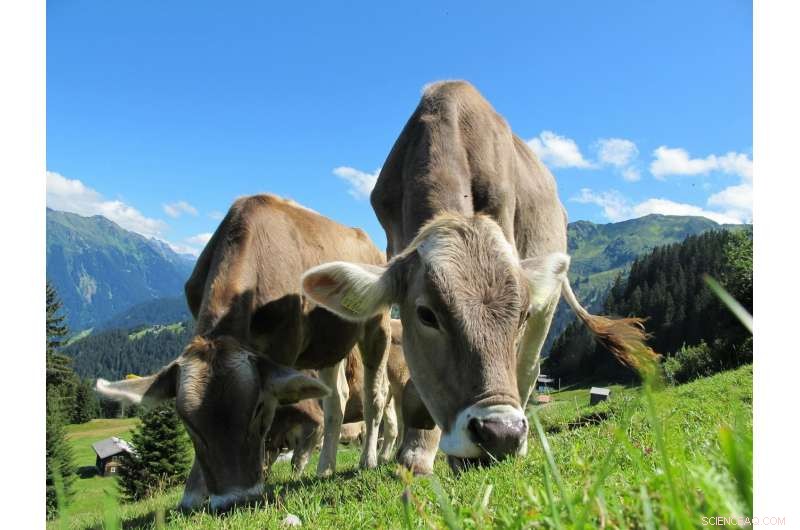 New Study Maps Early Dairy Farming Expansion Across Western Europe