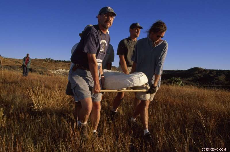 Island Evolution Unveiled: 66‑Million‑Year‑Old Adalatherium from Madagascar Revealed