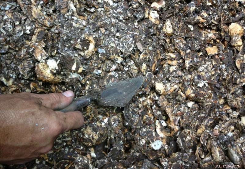 Ancient Gulf Coast Travelers Relied on Florida Oyster Feasts for Comfort During Hard Times