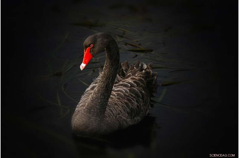 COVID-19: Is It a Real Black Swan or a Predictable Risk?