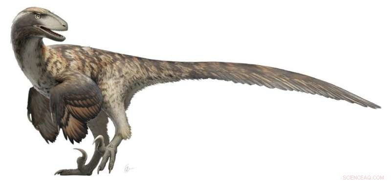 Research Challenges Jurassic Park: Velociraptors Likely Did Not Hunt in Packs