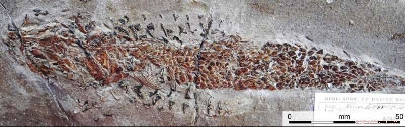 Ancient Squid Attack Unearthed: 200‑Million‑Year‑Old Fossil Reveals First Predatory Behavior