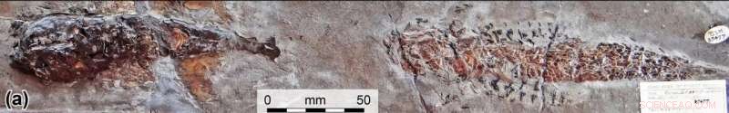 Ancient Squid Attack Unearthed: 200‑Million‑Year‑Old Fossil Reveals First Predatory Behavior