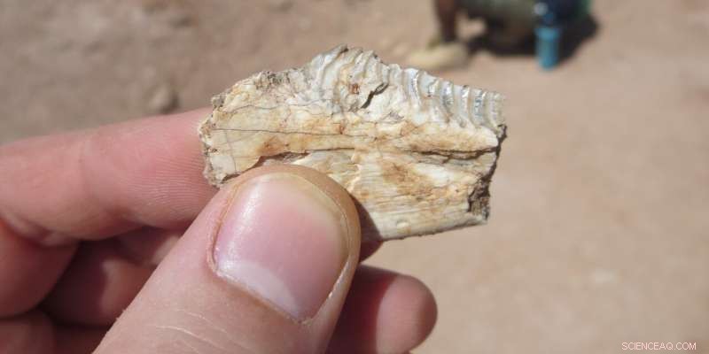 Ancient Reptile s Tooth Enamel Mirrors Mammalian Strength, New Study Finds