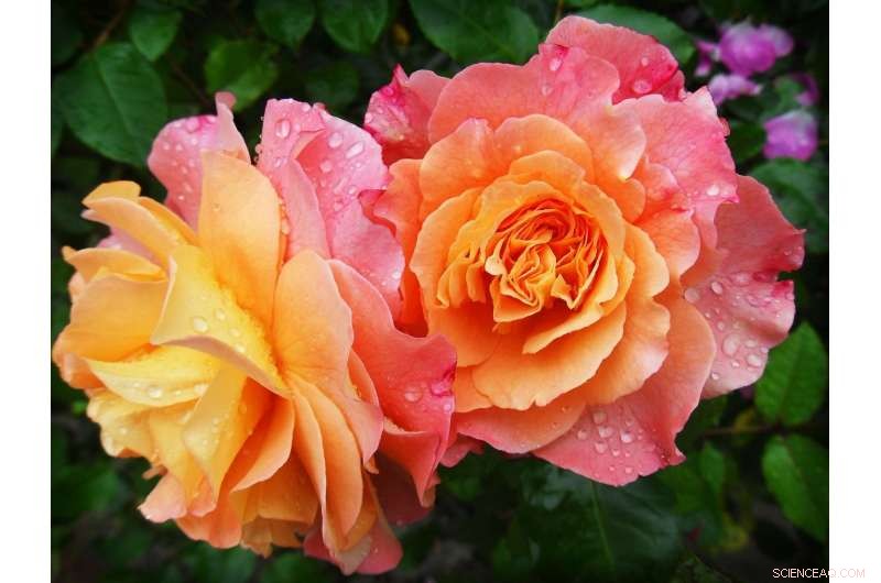 How Your Mother s Day Flowers Might Be Linked to the US War on Drugs