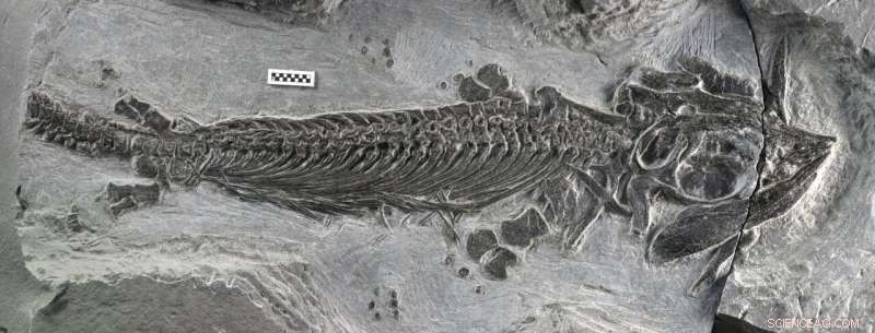 Cartorhynchus Revealed: Pebble‑Shaped Teeth That Let Prehistoric Sea Creatures Crush Shellfish