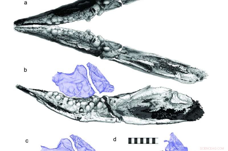 Cartorhynchus Revealed: Pebble‑Shaped Teeth That Let Prehistoric Sea Creatures Crush Shellfish