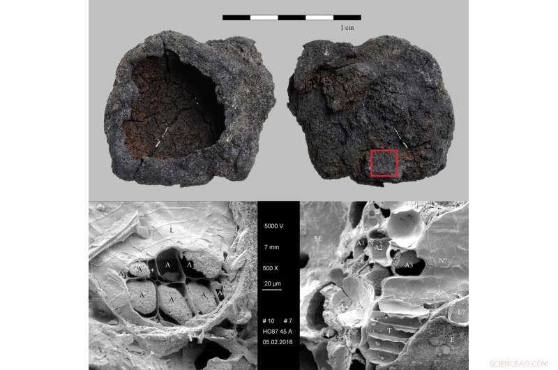 New Microstructural Marker Reveals Ancient Malting Practices in Archaeological Cereal Residues