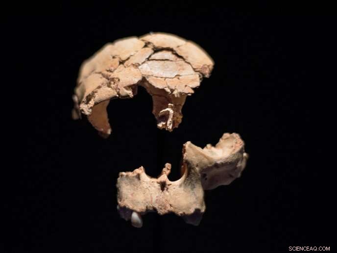 Ancient Cannibal Tooth Reveals Earliest Human Ancestor Evidence