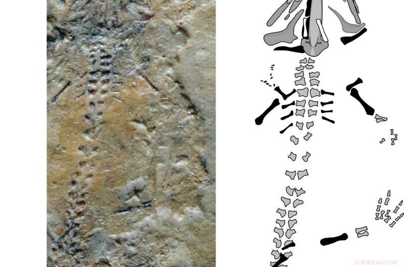 Kyrgyzstan s Triassurus sixtelae: The Oldest Known Salamander Fossil
