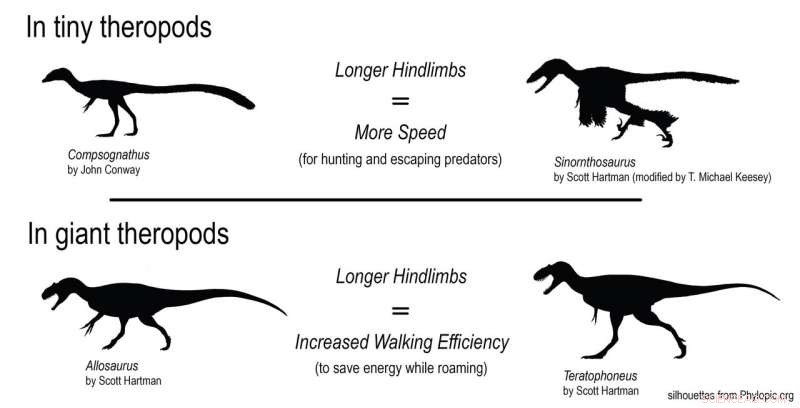 T. rex’s Long Legs Were Designed for Marathon Walking, Not Just Sprinting