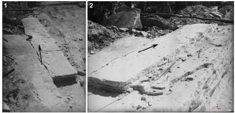 Sydney Fossil Traces Reveal Australia’s Earliest Swimming Tetrapods