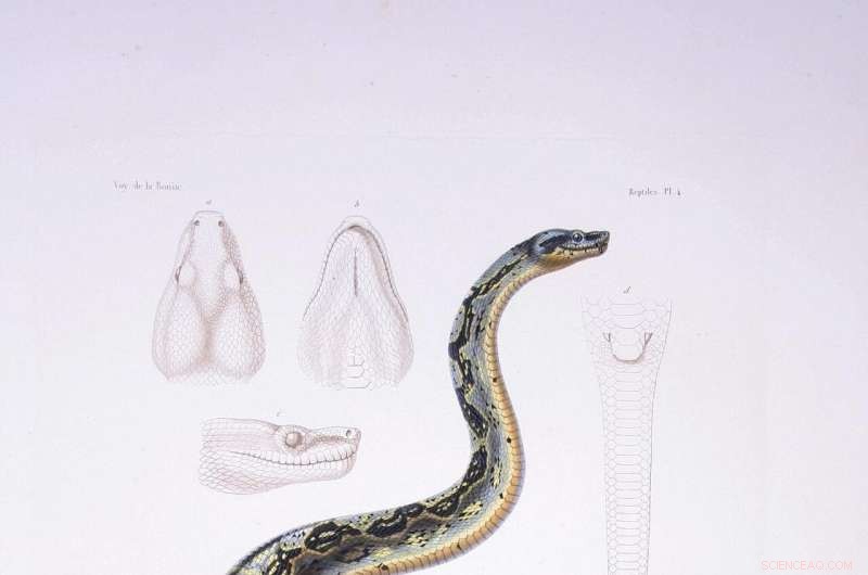 Historic Boa Bone Beads Unearthed in the Lesser Antilles