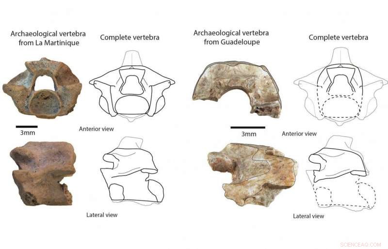 Historic Boa Bone Beads Unearthed in the Lesser Antilles