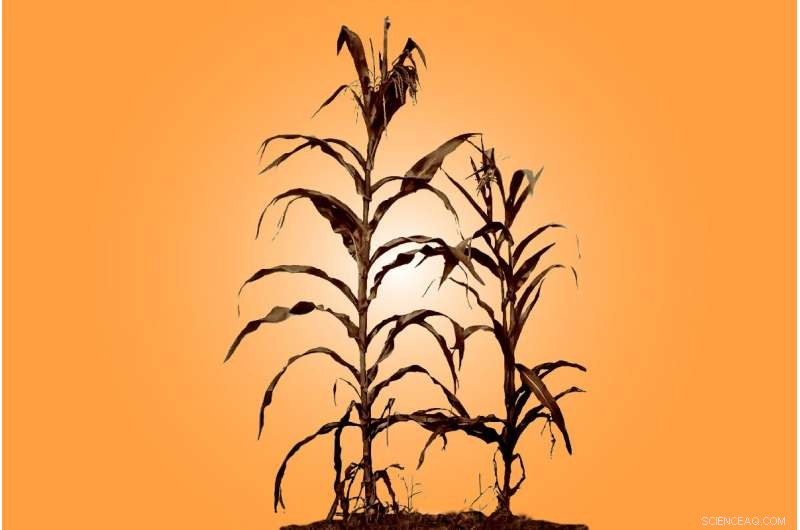 Cahokia’s Rise Linked to Early Corn Agriculture